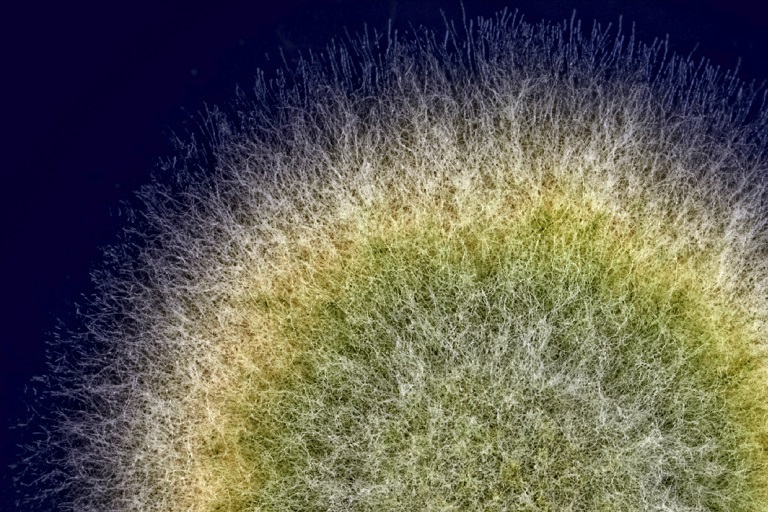 真菌毒素 Mycotoxins